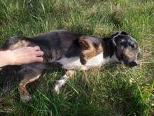 LILLY, Hund, Mischlingshund in Rumänien - Bild 18