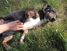 LILLY, Hund, Mischlingshund in Rumänien - Bild 19