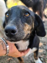 LILLY, Hund, Mischlingshund in Rumänien - Bild 2