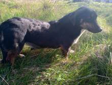 LILLY, Hund, Mischlingshund in Rumänien - Bild 20
