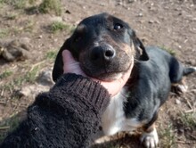 LILLY, Hund, Mischlingshund in Rumänien - Bild 22