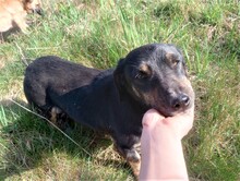 LILLY, Hund, Mischlingshund in Rumänien - Bild 25