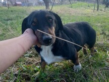 LILLY, Hund, Mischlingshund in Rumänien - Bild 27