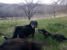 LILLY, Hund, Mischlingshund in Rumänien - Bild 28