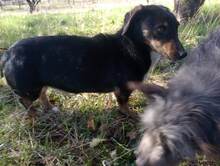 LILLY, Hund, Mischlingshund in Rumänien - Bild 29
