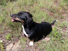 LILLY, Hund, Mischlingshund in Rumänien - Bild 5