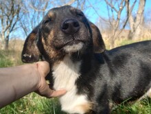 LILLY, Hund, Mischlingshund in Rumänien - Bild 6