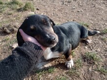 LILLY, Hund, Mischlingshund in Rumänien - Bild 7