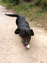 LILLY, Hund, Mischlingshund in Rumänien - Bild 8