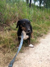 LILLY, Hund, Mischlingshund in Rumänien - Bild 9