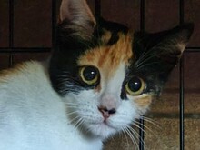 TINCHEN, Katze, Europäisch Kurzhaar in Spanien