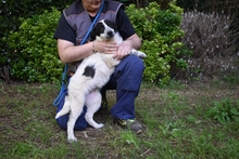 JESSIE, Hund, Mischlingshund in Italien - Bild 10