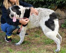 JESSIE, Hund, Mischlingshund in Italien - Bild 2