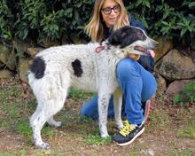 JESSIE, Hund, Mischlingshund in Italien - Bild 4