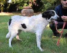 JESSIE, Hund, Mischlingshund in Italien - Bild 8