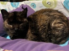 GUINEVERE, Katze, Europäisch Kurzhaar in Spanien