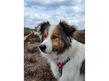 DIOWIN, Hund, Mischlingshund in Sittensen