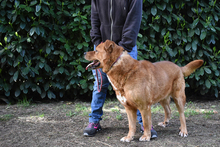 VIVALDO, Hund, Mischlingshund in Italien - Bild 10