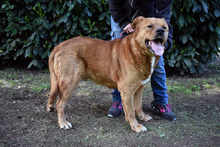 VIVALDO, Hund, Mischlingshund in Italien - Bild 11