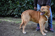 VIVALDO, Hund, Mischlingshund in Italien - Bild 2