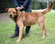 VIVALDO, Hund, Mischlingshund in Italien - Bild 3