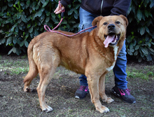 VIVALDO, Hund, Mischlingshund in Italien - Bild 4