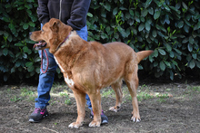 VIVALDO, Hund, Mischlingshund in Italien - Bild 7