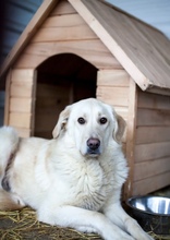 MAJA, Hund, Mischlingshund in Rumänien - Bild 1