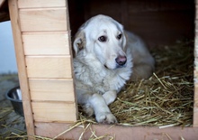 MAJA, Hund, Mischlingshund in Rumänien - Bild 2