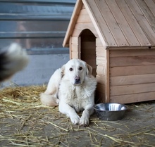 MAJA, Hund, Mischlingshund in Rumänien - Bild 3