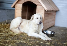 MAJA, Hund, Mischlingshund in Rumänien - Bild 4