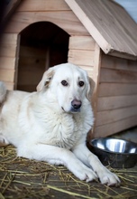 MAJA, Hund, Mischlingshund in Rumänien - Bild 5
