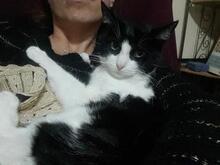 MIRTEL, Katze, Europäisch Kurzhaar in Weil