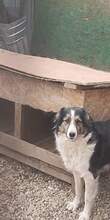 LUC, Hund, Mischlingshund in Rumänien - Bild 4