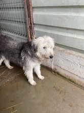 IZZY, Hund, Mischlingshund in Rumänien - Bild 1