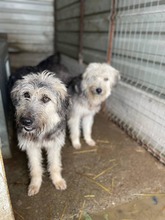 IZZY, Hund, Mischlingshund in Rumänien - Bild 3