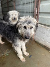 IZZY, Hund, Mischlingshund in Rumänien - Bild 4