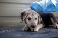 IZZY, Hund, Mischlingshund in Rumänien - Bild 5