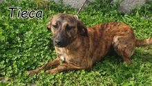 TIECA, Hund, Mischlingshund in Portugal