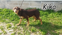 KIKA, Hund, Mischlingshund in Portugal