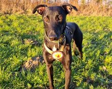 LEGOLAS, Hund, Mischlingshund in Detmold