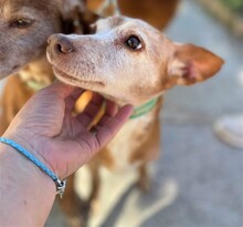 DORA, Hund, Podenco Maneto in Spanien