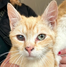 TOPAZ, Katze, Hauskatze in Ungarn
