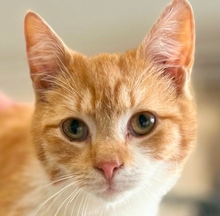 TIZIAN, Katze, Hauskatze in Ungarn