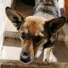 DINGO, Hund, Mischling in Bulgarien