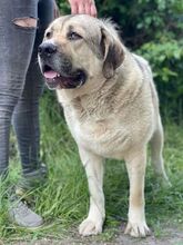 MARLY, Hund, Kaukasischer Owtcharka-Mix in Slowakische Republik - Bild 2