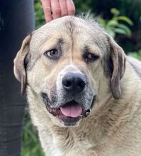 MARLY, Hund, Mischlingshund in Slowakische Republik