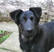 MAXIK, Hund, Holl. Schäferhund-Mischling in Slowakische Republik
