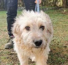 RAILY, Hund, Mischlingshund in Slowakische Republik