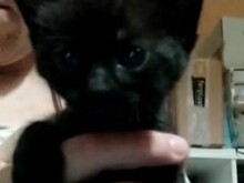 MAXI, Katze, Europäisch Kurzhaar in Spanien